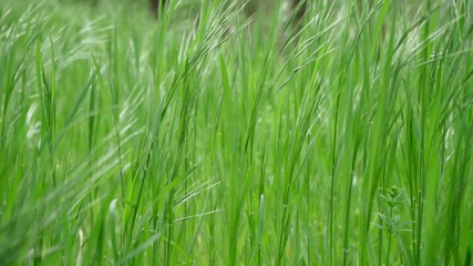 Fototapeta na wymiar Fresh green spring lawn. Grass sways from the light wind.
