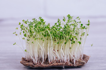 sprouted seeds, sprouts of micro green broccoli