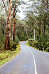 Black Spur Scenery in Australia