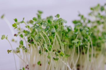 sprouted seeds, sprouts of micro green broccoli