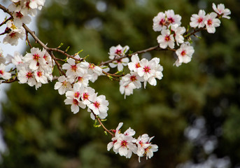 Cherry flowers in full bloom Srinagar Kashmir India