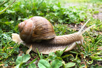 lumaca chiocciola lenta natura pioggia lumache 
