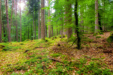 Fototapeta na wymiar Deutscher Wald, Nationalpark