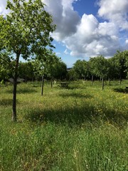 green apple tree