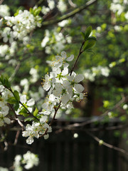Blooming plum tree closeup. Floristic background. Spring white flowers. Plum-tree branch covered with white flowers and new foliage. Blooming plum.