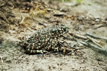 A large toad sits on the ground. Photo from the side.
