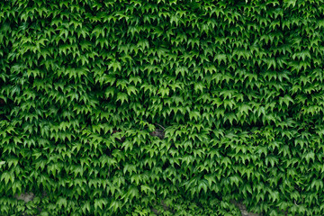 green background texture