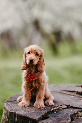 English Cocker Spaniel puppies portrait.