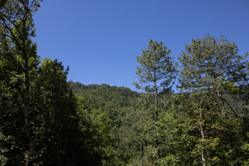 Obraz na płótnie Canvas Trees in a forest landscape with blue sky on the parck. Hidalgo, México