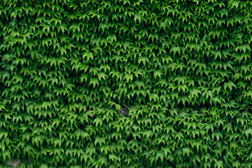 green background texture