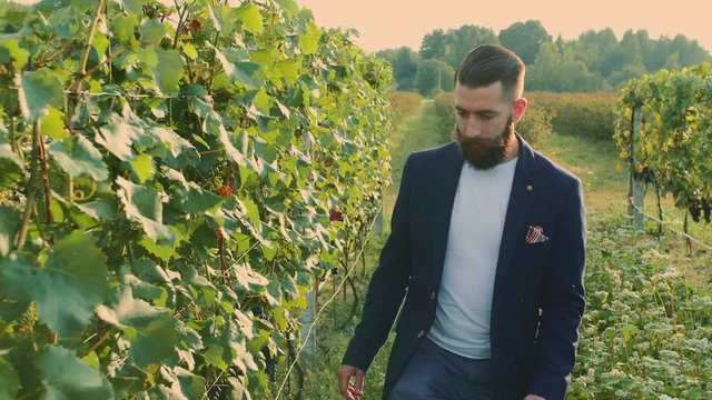 Man on vineyard with refractometer. Side view of elegant bearded man using refractometer standing on green vineyard and checking sugar of grapes