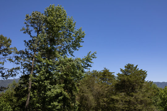 Trees in a forest landscape with blue sky on the parck. Hidalgo, M&eacute;xico