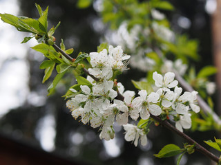 Blooming plum tree closeup. Floristic background. Spring white flowers. Plum-tree branch covered with white flowers and new foliage. Blooming plum.