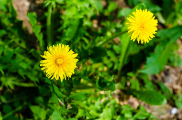 Yellow daisies in a field with green grass.
