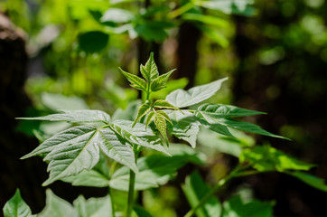 Young green leaves on the Bush in early spring.