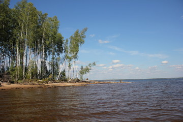 trees on the beach