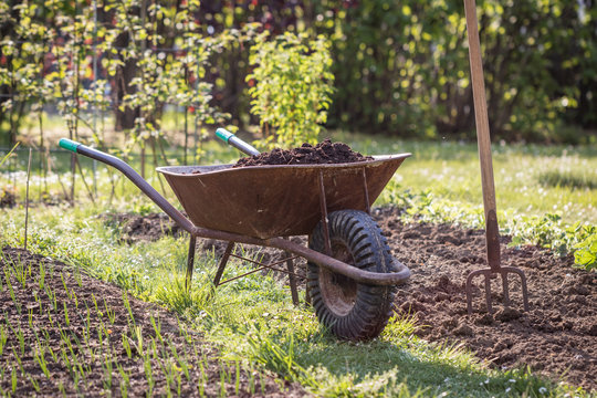 Compost in wheelbarrow and pitchfork in garden at spring
