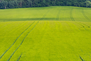 Moravian fields in the Czech Republic