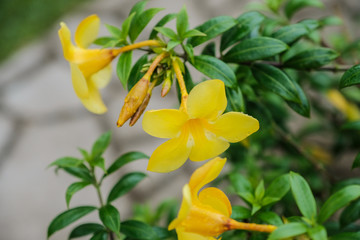 yellow flowers isolated from green background, yellow flowers with water droplet on green background.
