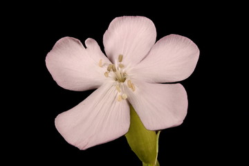 Soapwort (Saponaria officinalis). Flower Closeup