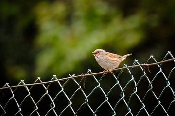 Hedge sparrow