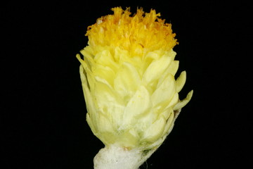 Dwarf Everlasting (Helichrysum arenarium). Capitulum Closeup