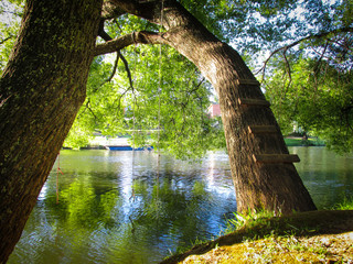 a tree with man-made ladder and swing rope by the Meander River. A dream about trees by the lake...