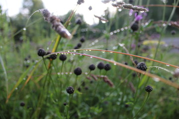 dew on flower