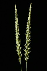 Mammoth Wild Rye (Leymus racemosus). Inflorescence Closeup