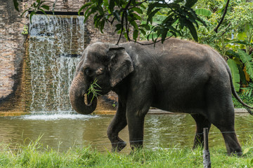 Asian elephant walking and eating grass in the zoo Actually elephant in Asia smaller than elephant from African elephant