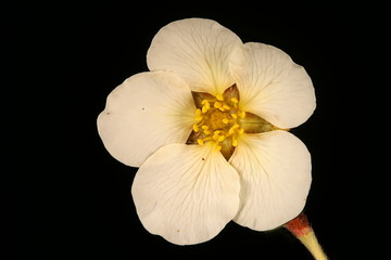 Fototapeta na wymiar Davurian Cinquefoil (Dasiphora glabrata). Flower Closeup
