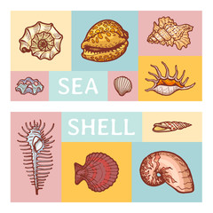 Sea shell cartoon vector illustration icon isolated on color tablet. Ocean cockleshell explore sea wildlife seaside study ancient fossils dweller. Summer tropical time, flora fauna pearl mining.