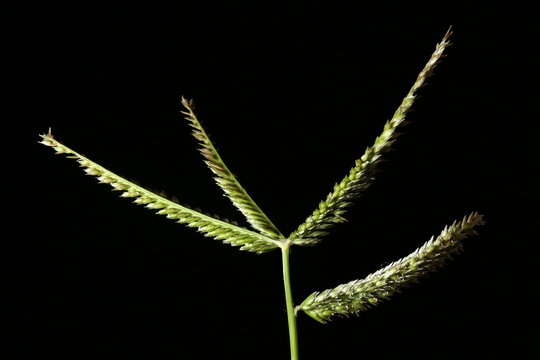 Yard Grass (Eleusine indica). Inflorescence Closeup