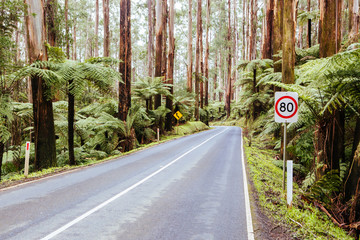 Black Spur Scenery in Australia