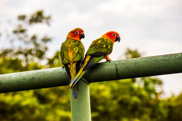A picture of a parrot with many feathers and many beautiful colors.