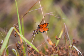The image of an orange butterfly perched on a flower