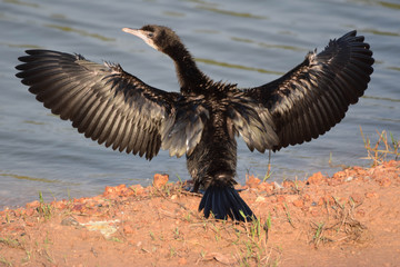 Birdbackflying