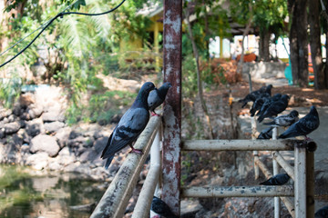 Obraz premium pigeons on the fence in the park