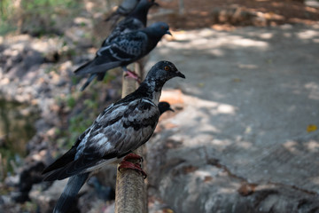 pigeons on the fence in the park