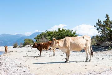 Obraz premium Cow on the beach