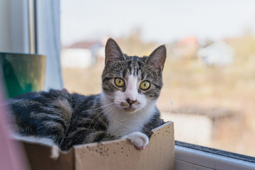  cat lies in a box on a windowsill