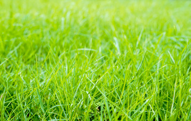 Close up green grass on the garden in the morning and blur background