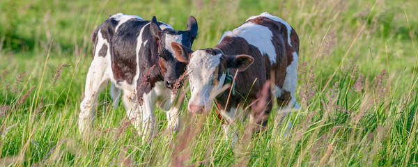 Cows graze on a juicy meadow on a summer day