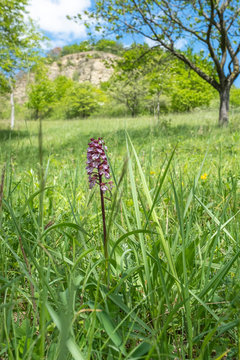 Orchis purpurea Purpur-Knabenkraut auf einer Wiese unterhalb der Zietschkuppe Löberschütz Golmsdorf Jena