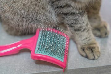 Fototapeta premium cat combing brush lies next to the cat