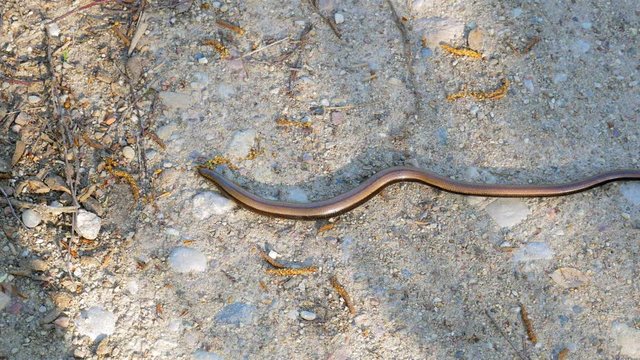 Slow Worm Or Blindworm Creeping On The Rocky Ground In Its Habitat. - high angle shot