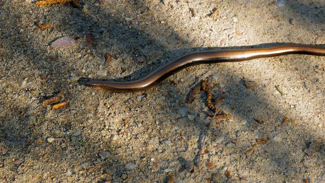 Slow Worm, Anguis Fragilis Resting On The Ground. - close up shot