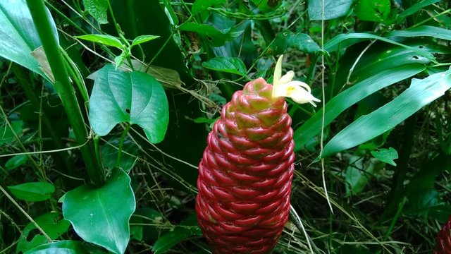 Bitter ginger (Zingiber zerumbet, shampoo ginger, pinecone ginger, awapuhi, lempuyang) is a species of plant in the ginger family. Sometime used as food flavoring and appetizers in various cuisines.