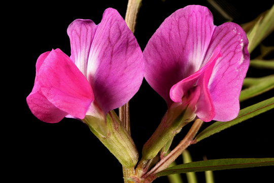 Narrow-Leaved Vetch (Vicia angustifolia). Flowers Closeup