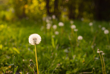 A field of dandelions. Dandelions on the green grass.